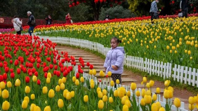 柳州的春天叫"花海!早春赏花地图快码住