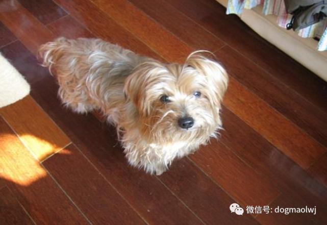 宠物狗大全,狗的品种之丝毛梗