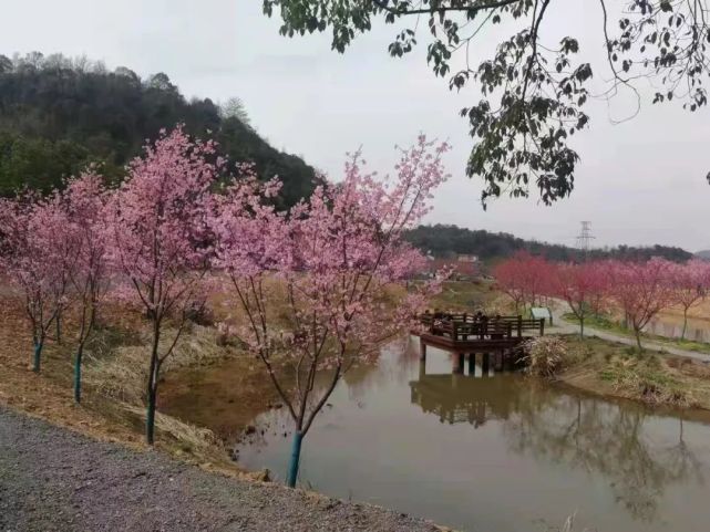 让我们一起全面解锁大量湘潭樱花园实景图来袭!你准备好了吗?浪漫的樱