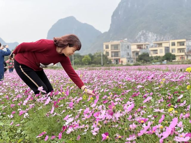 阳江大片花海盛放,美醉了!这些赏花点别错过