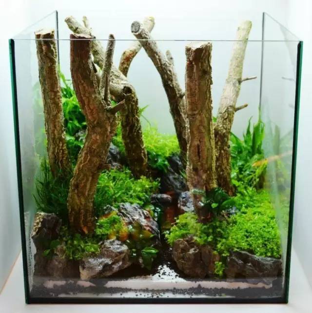 灌木丛林小缸造景!
