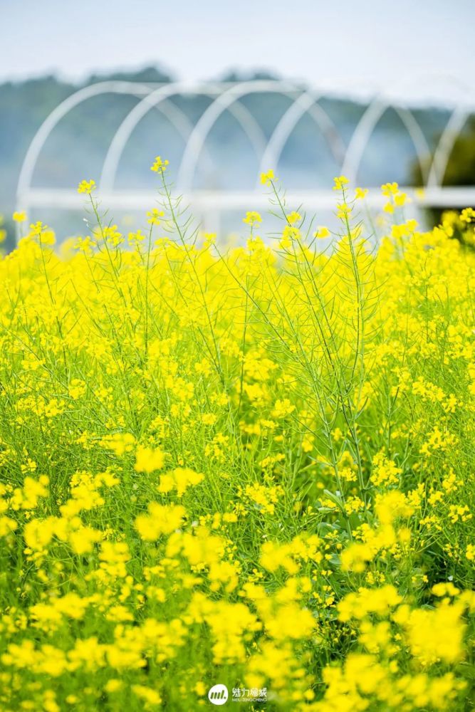 美爆朱村油菜花海惊艳了全广东