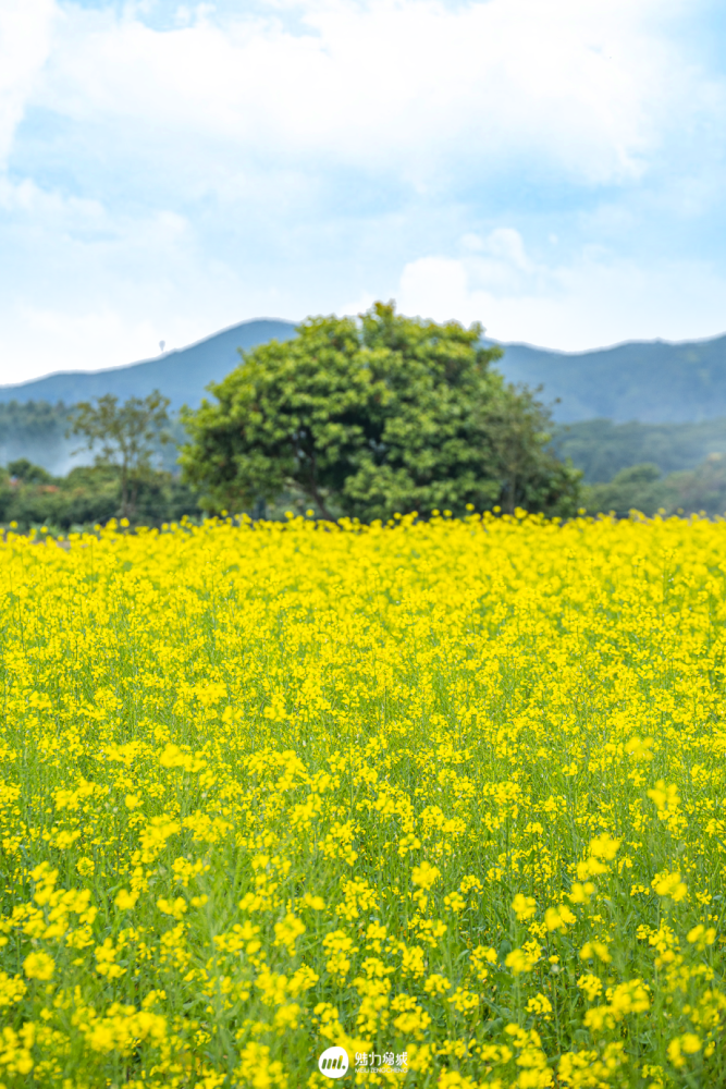 美爆朱村油菜花海惊艳了全广东