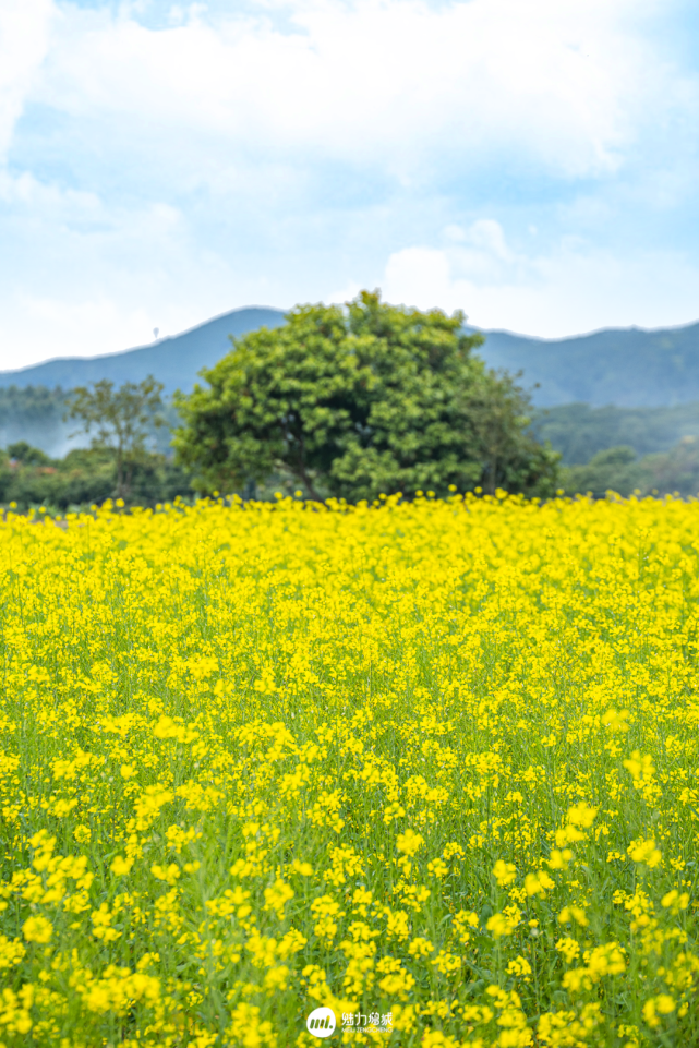 朱村油菜花海,惊艳了全广东!