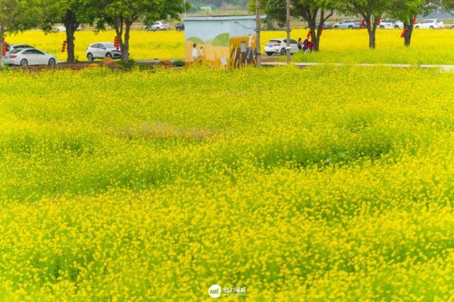 朱村油菜花海,惊艳了全广东!