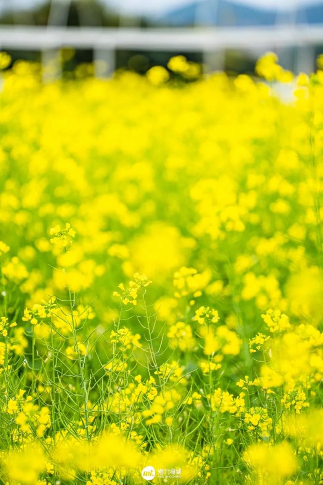 美爆朱村油菜花海惊艳了全广东