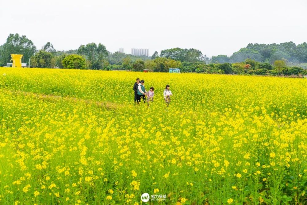 美爆朱村油菜花海惊艳了全广东