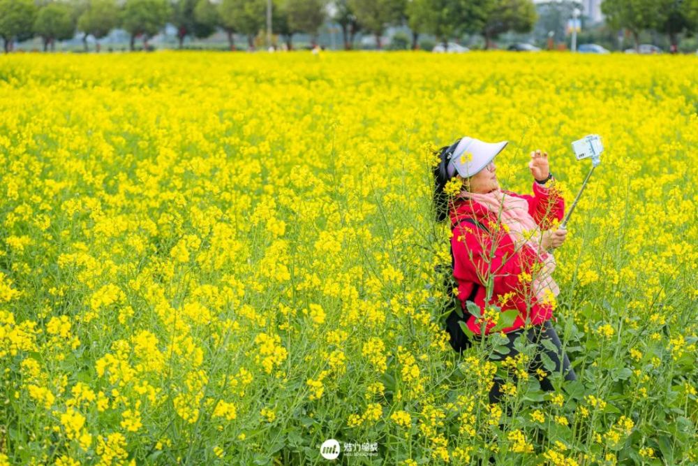 美爆朱村油菜花海惊艳了全广东