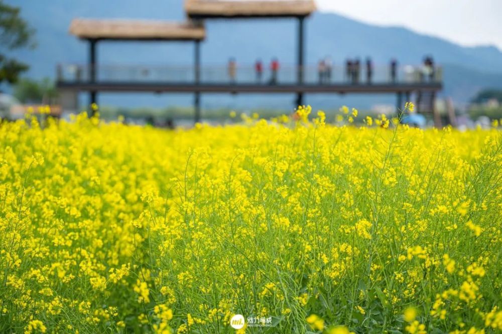 美爆朱村油菜花海惊艳了全广东