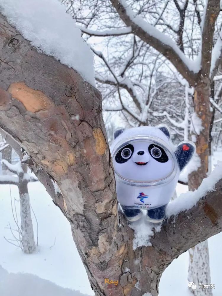 北京迎虎年初雪冰墩墩玩嗨了