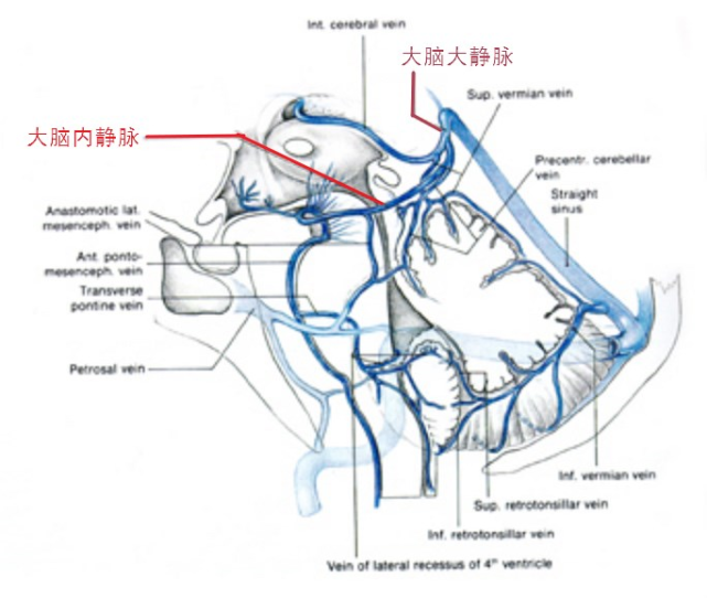 【脑血管名词辨析】大脑内静脉 大脑大静脉