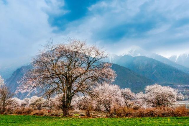 2022林芝桃花节,你关心的都在这里!