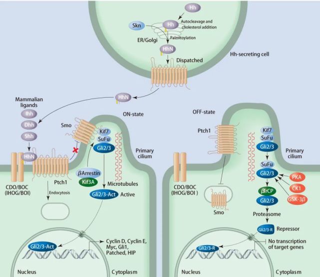 hedgehog信号通路与癌症medchemexpress