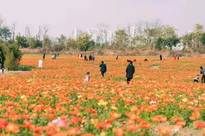 前往打卡吸引了不少市民已初见雏形位于河东二期的永盛湖项目宋敏