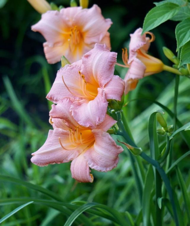 这3种,耐冻耐阴,叶好看"花更美,四季芬芳