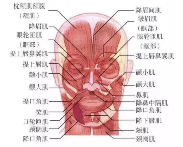 主要分布在头面部的孔裂周围,比如口周(提口角肌,降口角肌,口轮匝肌