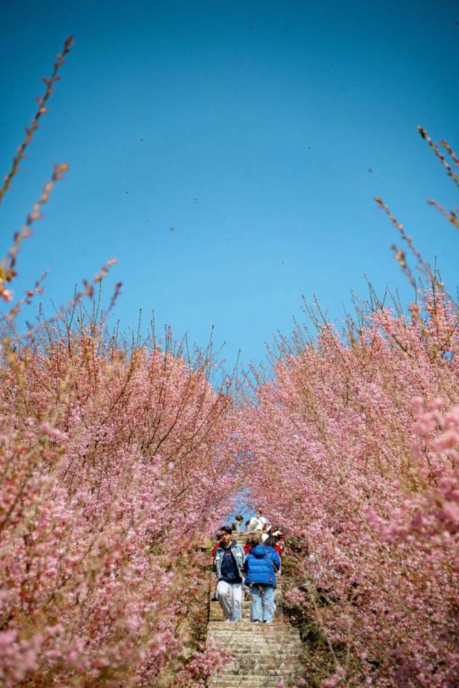 蔡家镇猫山的樱博园记者近日前往位于构成一幅幅动人的春日画卷江津