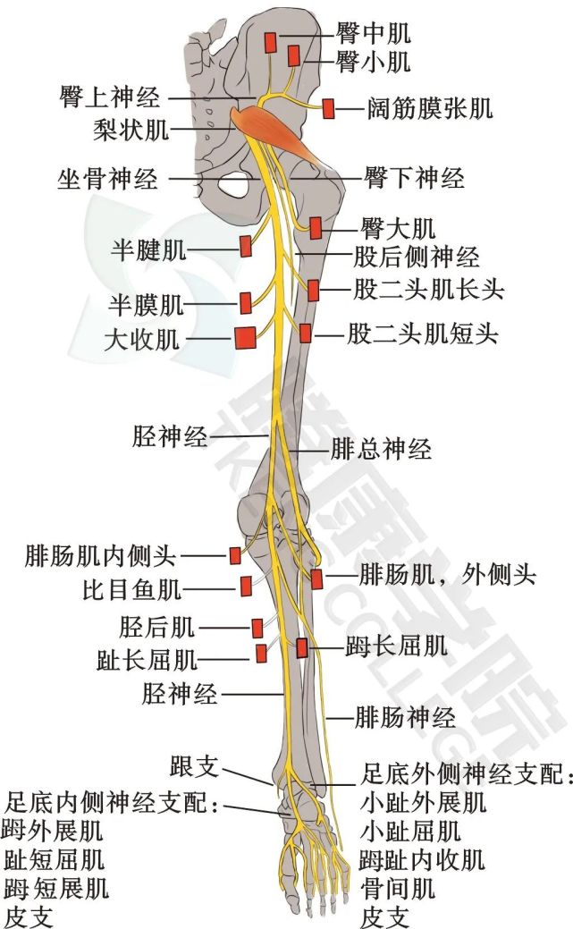 腓肠肌由胫神经支配.