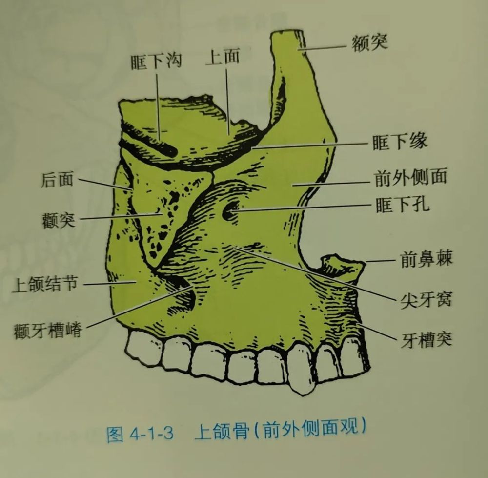 朝向后外方,参与构成颞下窝,翼腭窝与前面的界限是颧牙槽嵴,后面下部