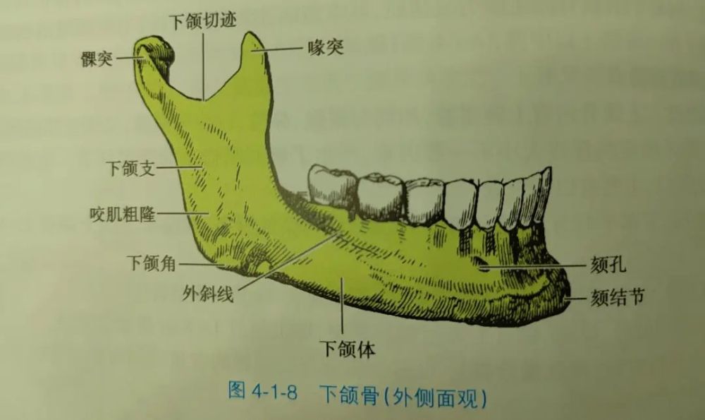 脑图儿口腔医生硬核系列拔牙禁区的风险防范