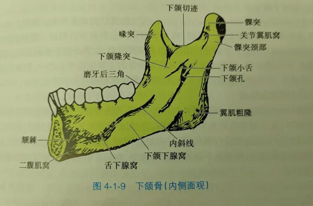 下颌隆突:下颌孔前上方,喙突向后下,髁突向前下汇合而成的骨嵴.