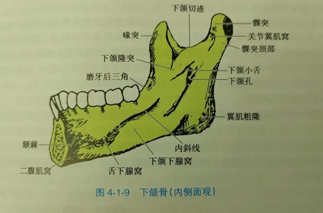 下颌舌骨沟:下颌孔前方,内斜线下前方延伸,下颌骨神经,血管走行.