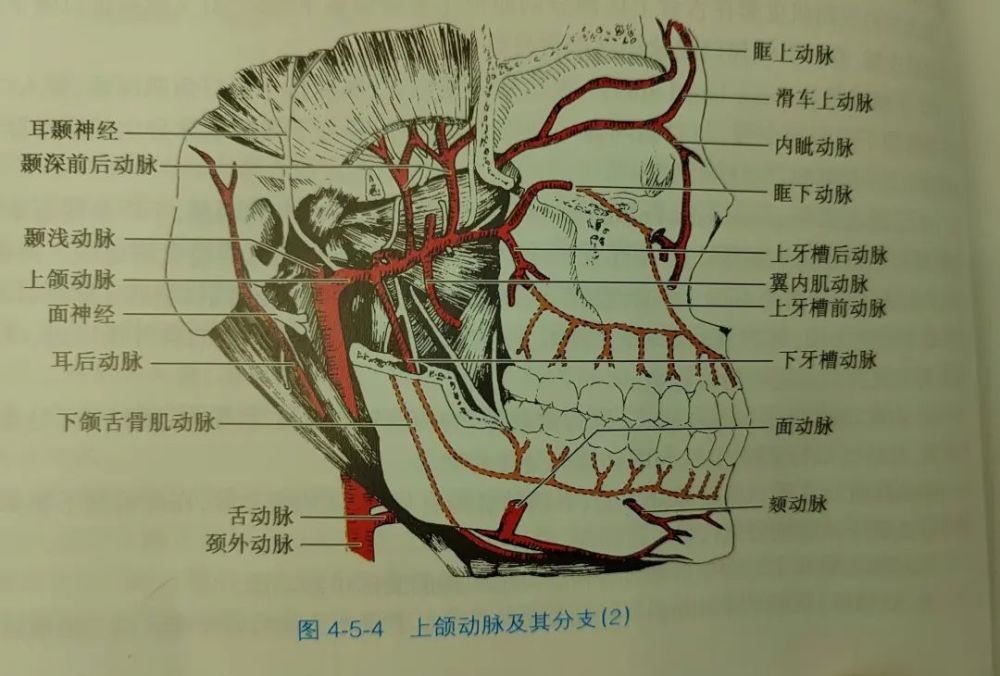 下牙槽动脉:紧贴下颌支内侧面,经下牙槽神经后方,穿孔入管,在颏孔处分