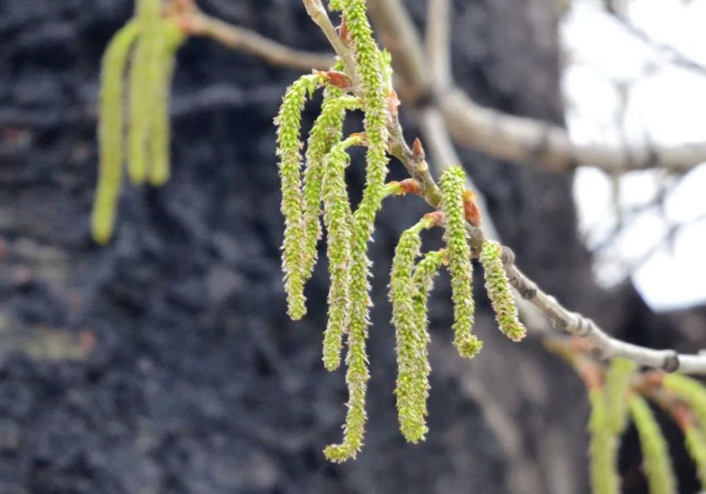 还有毛白杨(populus tomentosa,树枝上的毛穗子看着很像毛毛虫,小