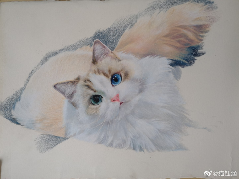 彩铅布偶猫绘画过程画师猫钰涵