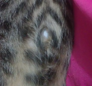 猫咪的肚脐不易观察到的原因,除了因为有毛覆盖,也是因为它的疤痕不像