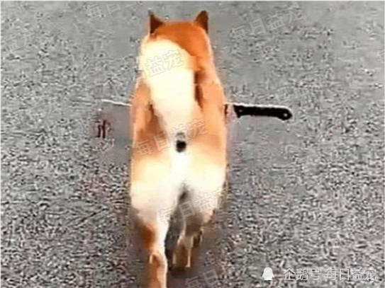 柴犬肚子插把刀街上狂奔路人正准备送医看清后一顿指责