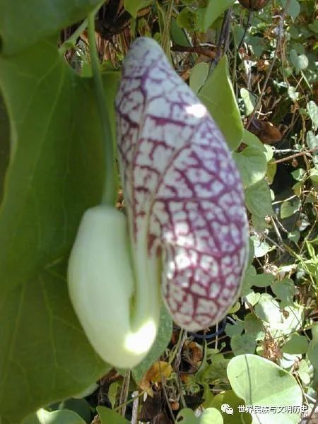 【植物界全系列】胡椒目—马兜铃科(上)