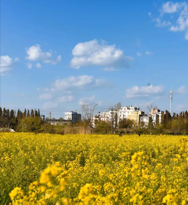 去昆明斗南湿地公园看油菜花赏日落