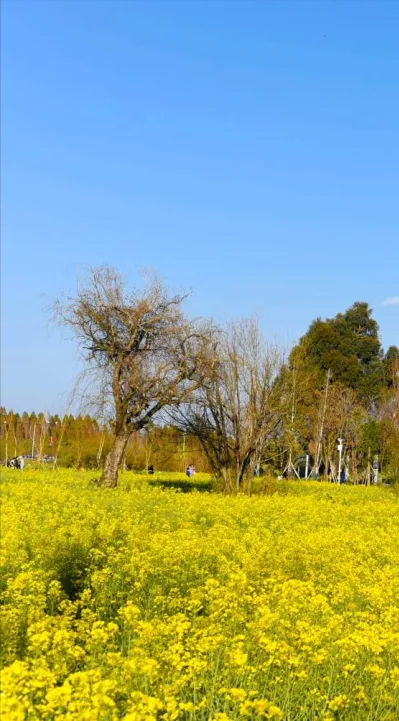 去昆明斗南湿地公园看油菜花赏日落