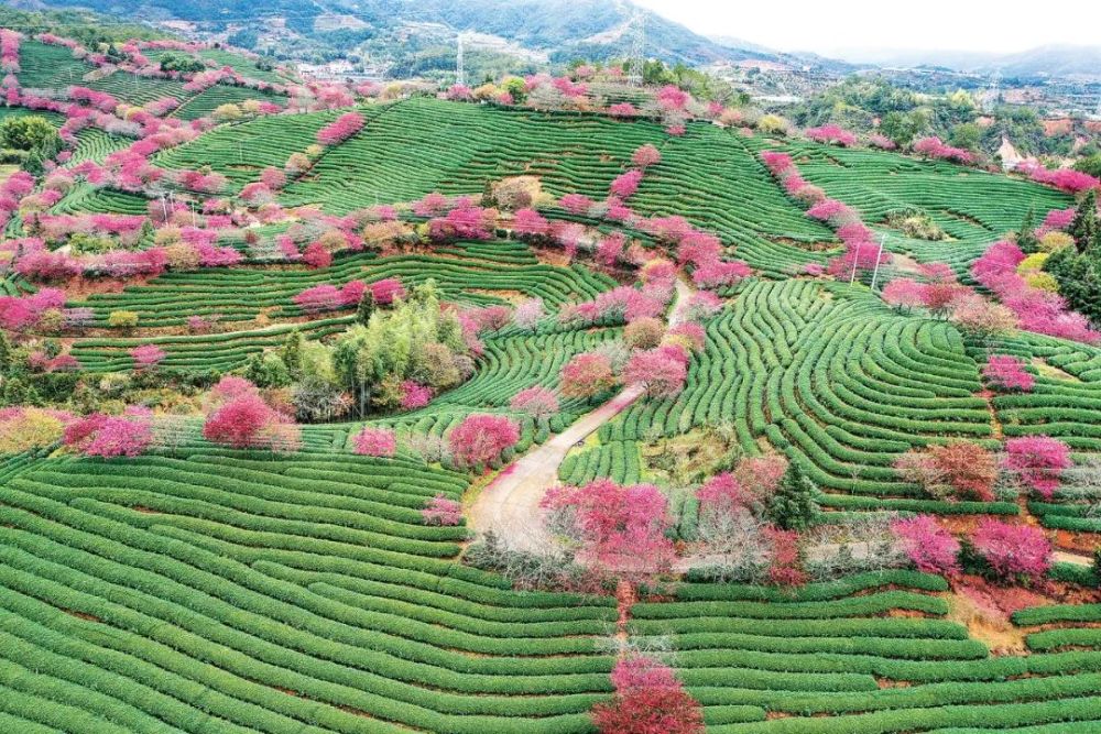 福建永福茶园套种樱花每年吸引50万游客观光