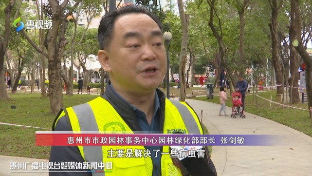 惠州市市政园林事务中心园林绿化部部长 张剑敏:树木涂上了防腐剂