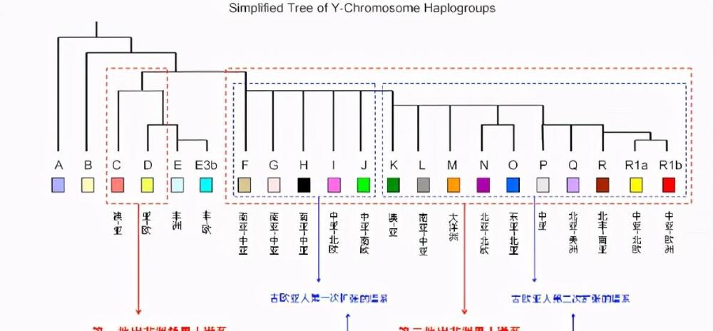 根据《世界人种基因图谱》的资料,现代人类的父系基因主要分为从a到r