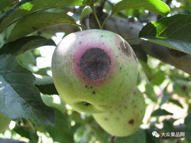 苹果炭疽病发生的原因和防治方法