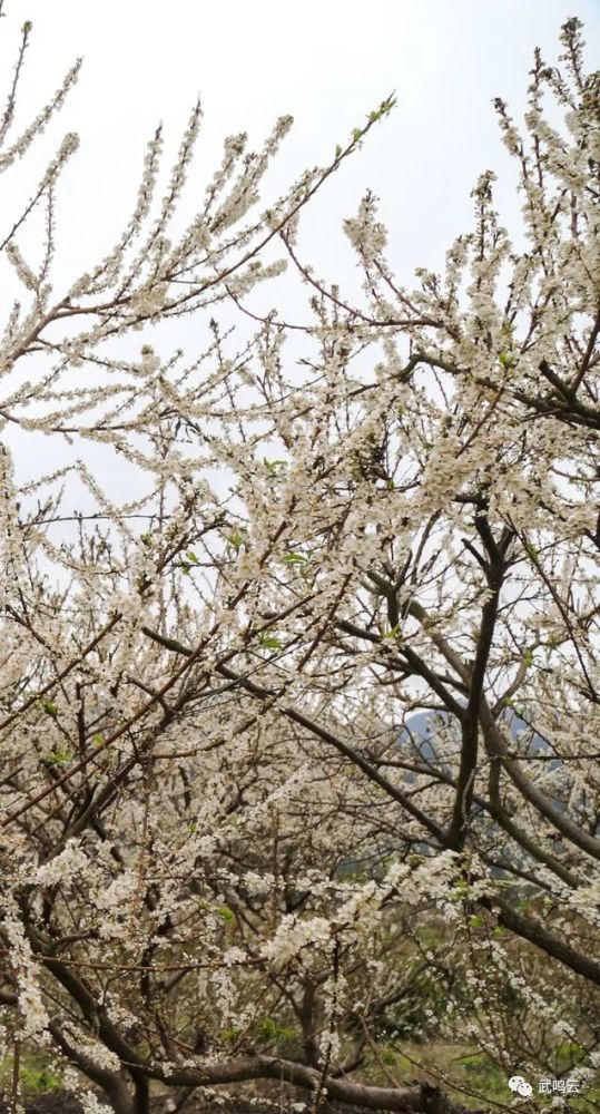 林渌村李花近日,太平镇林渌村水库周围成片的李花竞相怒放,犹如雪白的