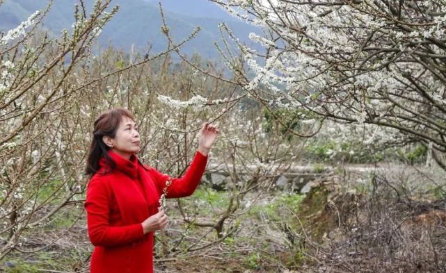 武鸣这个地方李花绽放迎春来