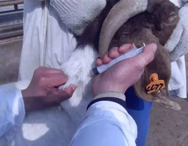 2,皮下注射法:皮下注射是把药液用注射器注射到羊的 皮肤和肌肉