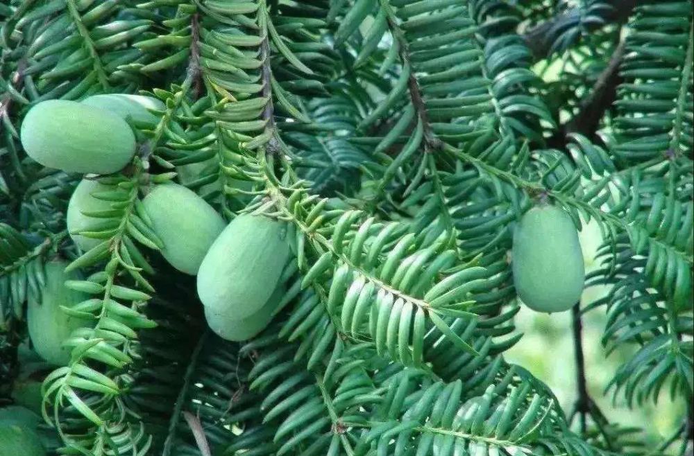 香榧的果实比夏威夷果贵四倍比花生贵60倍是坚果界中最尊贵的