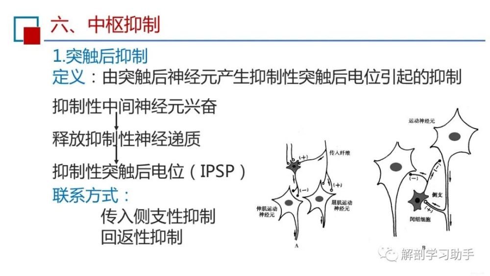 说明:屈肌反射是由于伤害性刺激所产生的肢体回缩的保护性反射.