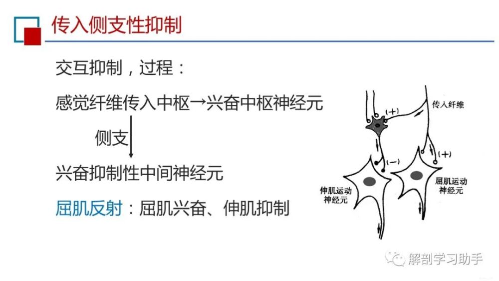 说明:屈肌反射是由于伤害性刺激所产生的肢体回缩的保护性反射.