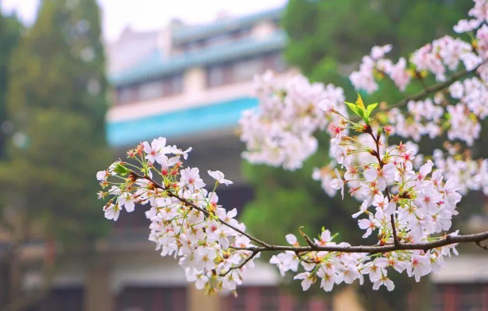 武汉大学除了樱花还有很多