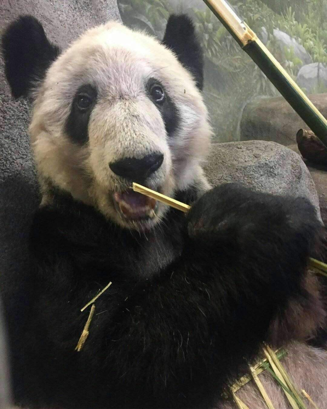 导致大熊猫如此现状的原因可以总结为以下几点:第一就是粮食不足,大