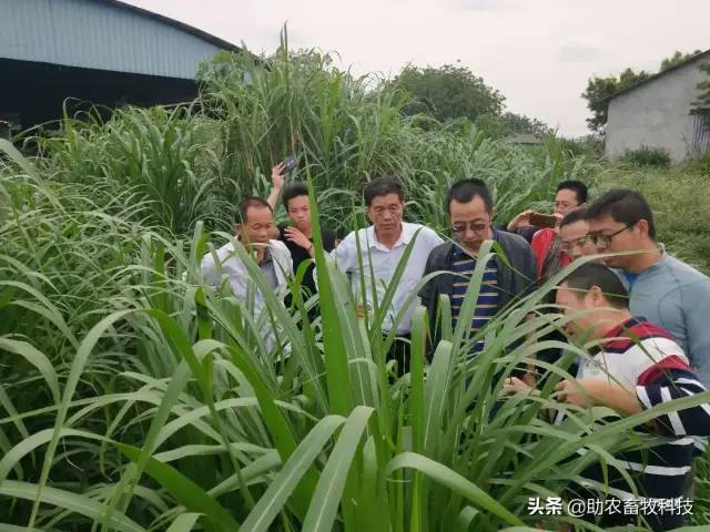 又到牧草种植季节,亚热带地区喜欢种植多年生牧草,与养殖场粪污处理