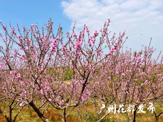 千亩桃花开好了!来花都邂逅最美春色!