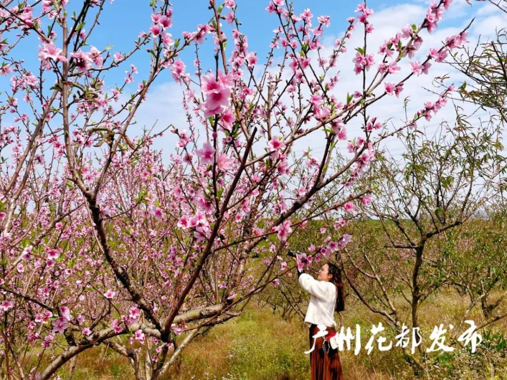 千亩桃花开好了来花都邂逅最美春色