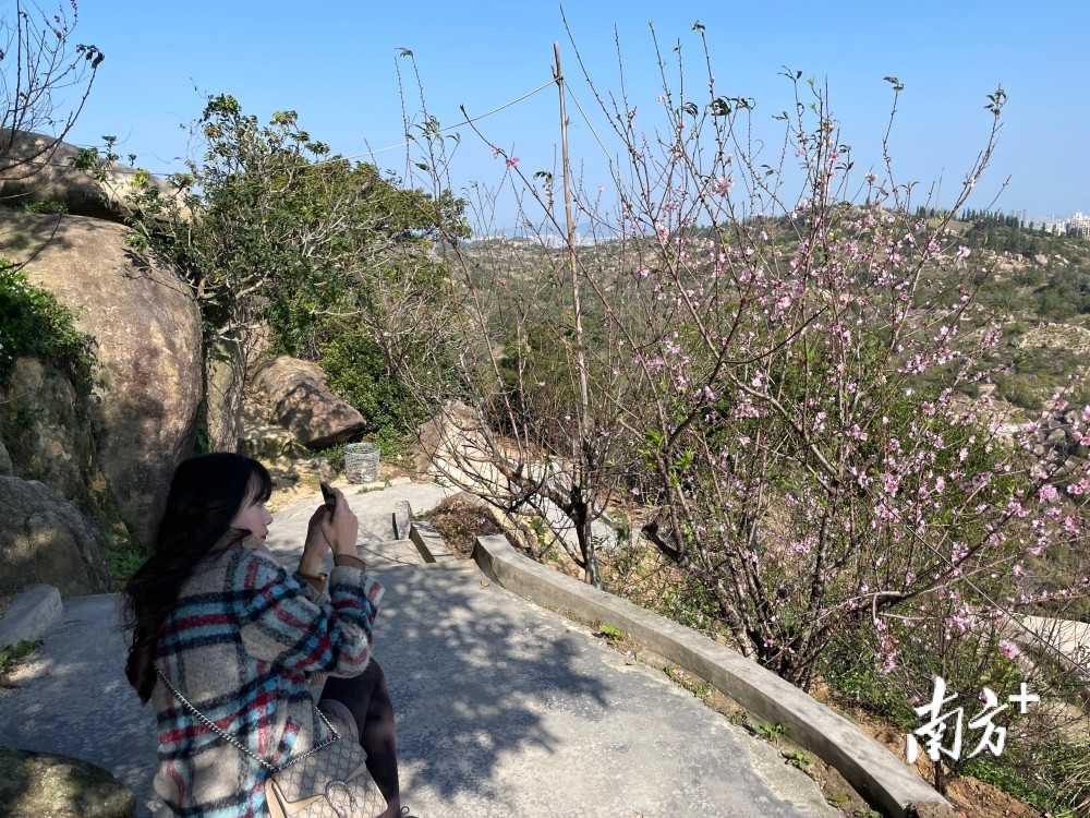 多图丨濠江巨峰寺桃花预计2月24日全面盛开快来邂逅初春桃花